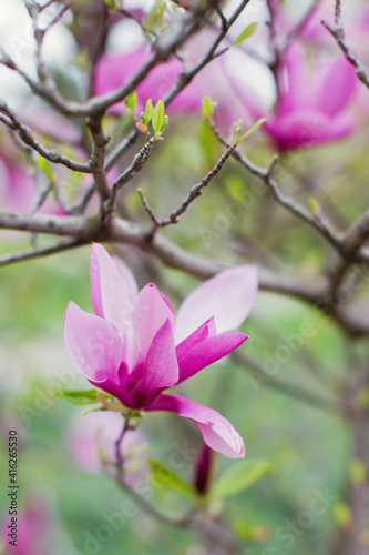 Blossom magnolia tree with pink flowers © aprilante