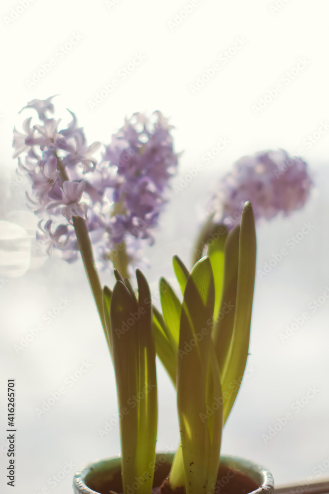Fototapeta premium Blue hyacinth flowers at sunlight