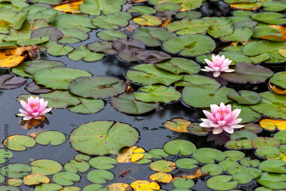 Water lily a summer flowering plant with pink summertime flower from June until September and commonly known as nymphaea, stock photo image Water lily a summer flowering plant with pink summertime flower from June until September and commonly known as nymphaea, stock photo image
