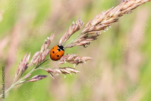 Ladybug, (coccinella septempunctata) a red beetle insect with seven spots resting on a grass seed plant stem in summer and commonly known as a ladybird or lady beetle, macro close up photo