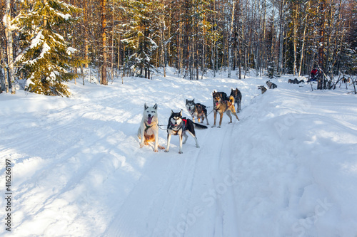 Dog sled resting. © Kushnirov Avraham