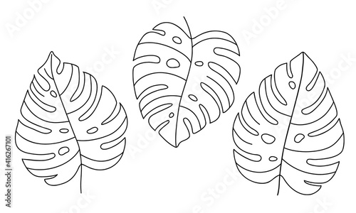 Hand-draw set of tropical monstera leaves. Exotic plant - Monstera Deliciosa. Black contours isolated on a white background. Vector stock illustration for cards, flyers, stickers, textile, web design. photo