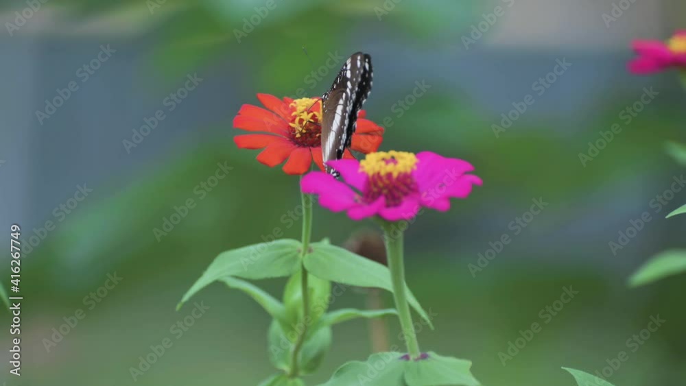 Meadow butterfly on sunflower close up view swinging in windy day Meadow butterfly on sunflower close up view swinging in windy day