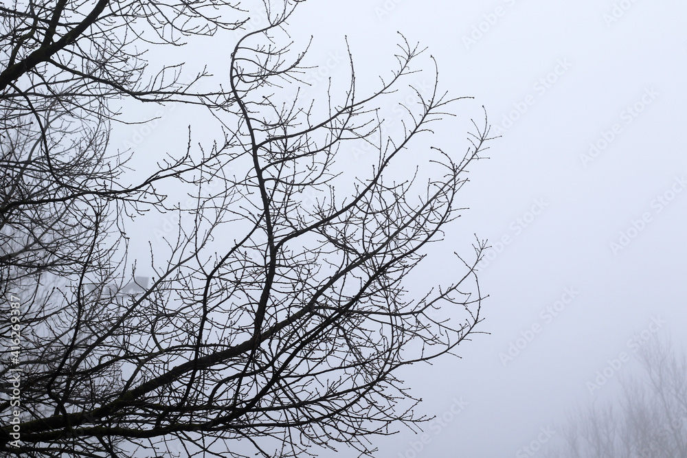 fog and bare tree branches fog and bare tree branches