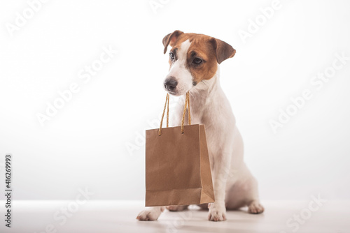 Portrait of dog jack russell terrier holding a paper craft bag in its mouth on a white background