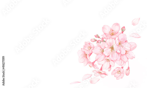 桜と桜の花びら