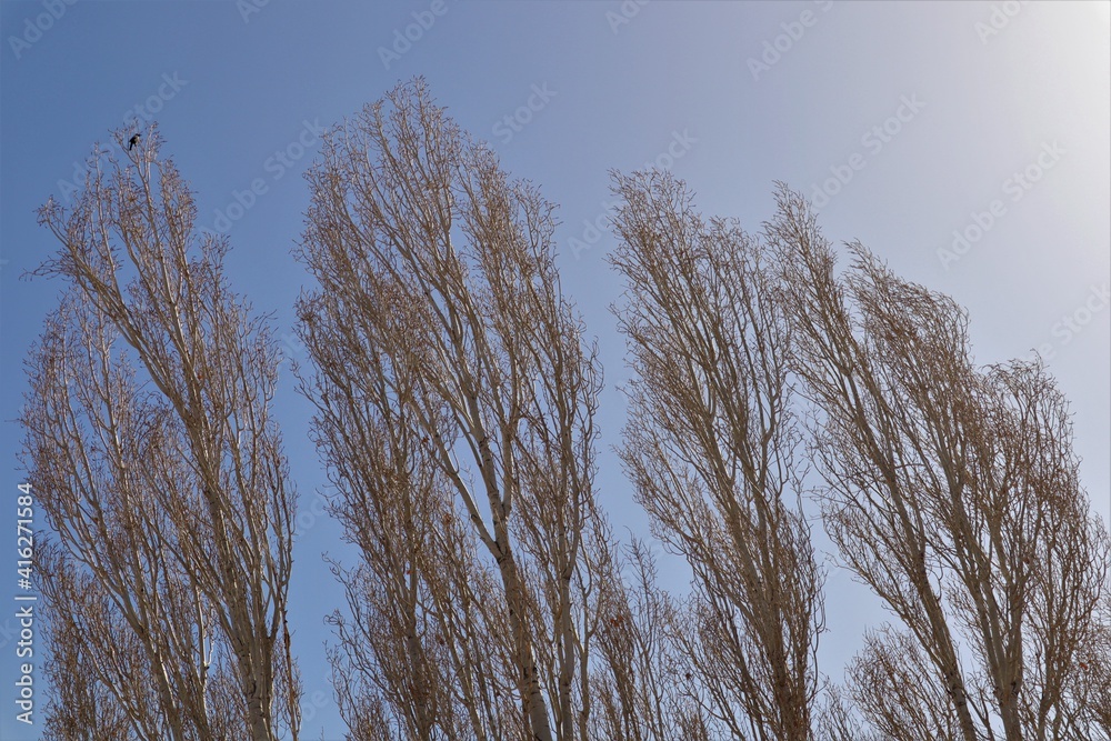 Bare trees in winter.
Bird alone on a branch in cold weather -50 degrees Celsius.
Erzurum, turkey.
This crow is called Eurasian Magpie Bare trees in winter.
Bird alone on a branch in cold weather -50 degrees Celsius.
Erzurum, turkey.
This crow is called Eurasian Magpie