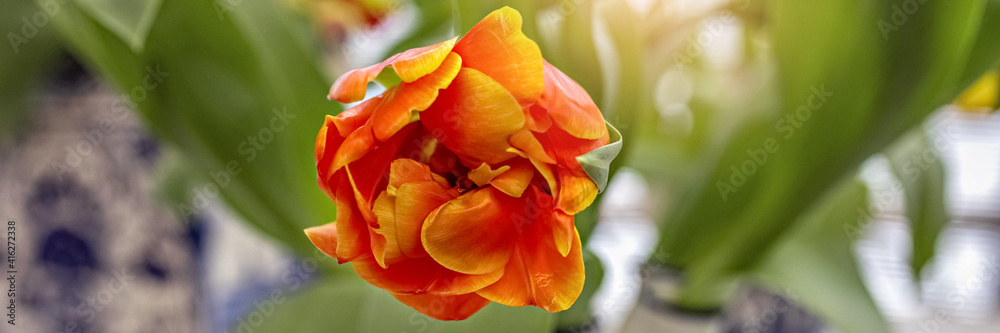 Yellow-red tulip in a vase in the garden. Spring. Bloom. Yellow-red tulip in a vase in the garden. Spring. Bloom.