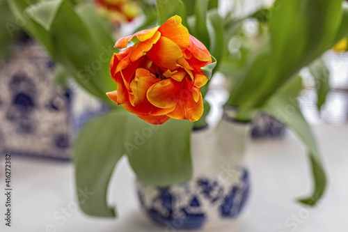 Yellow-red tulip in a vase in the garden. Spring. Bloom.