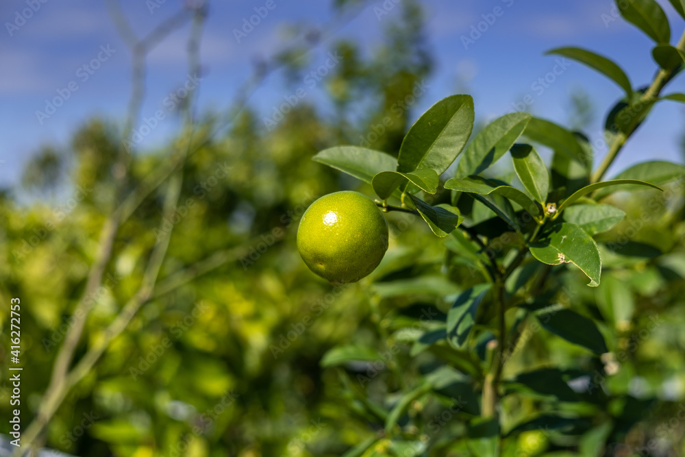 Limequat fruit growing on a small green tree
