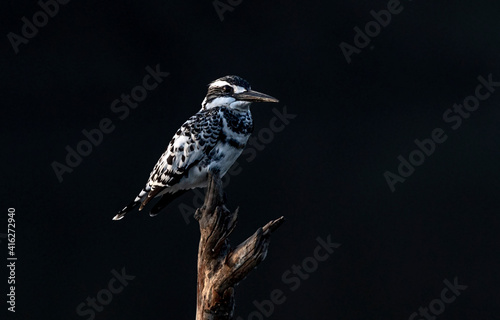 The pied kingfisher is a species of water kingfisher widely distributed across Africa and Asia photo