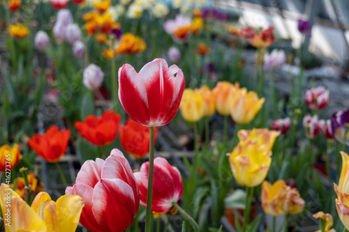 Holland s tulip flowers sold at the glasshouse