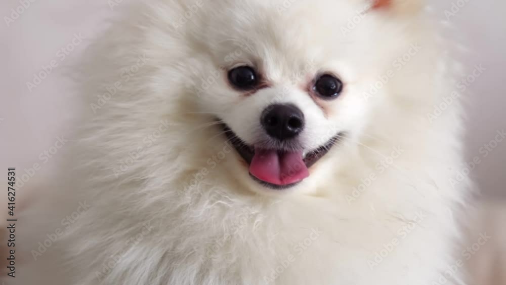 Close-up of a small white Pomeranian spitz resting on the sofa at home and looking into the camera. Close-up of a small white Pomeranian spitz resting on the sofa at home and looking into the camera.