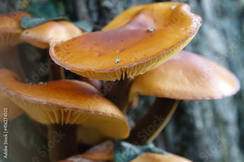 mushrooms on a tree trunk such as Flammulina velutipes (Curtis) Singer "Elm Mushroom"