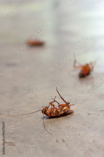 Cockroaches died on the cement floor.