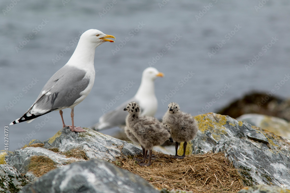 The family of European herring gull, Larus argentatus standing on teir nest site on the rocks on Hornøya island, Northern Norway