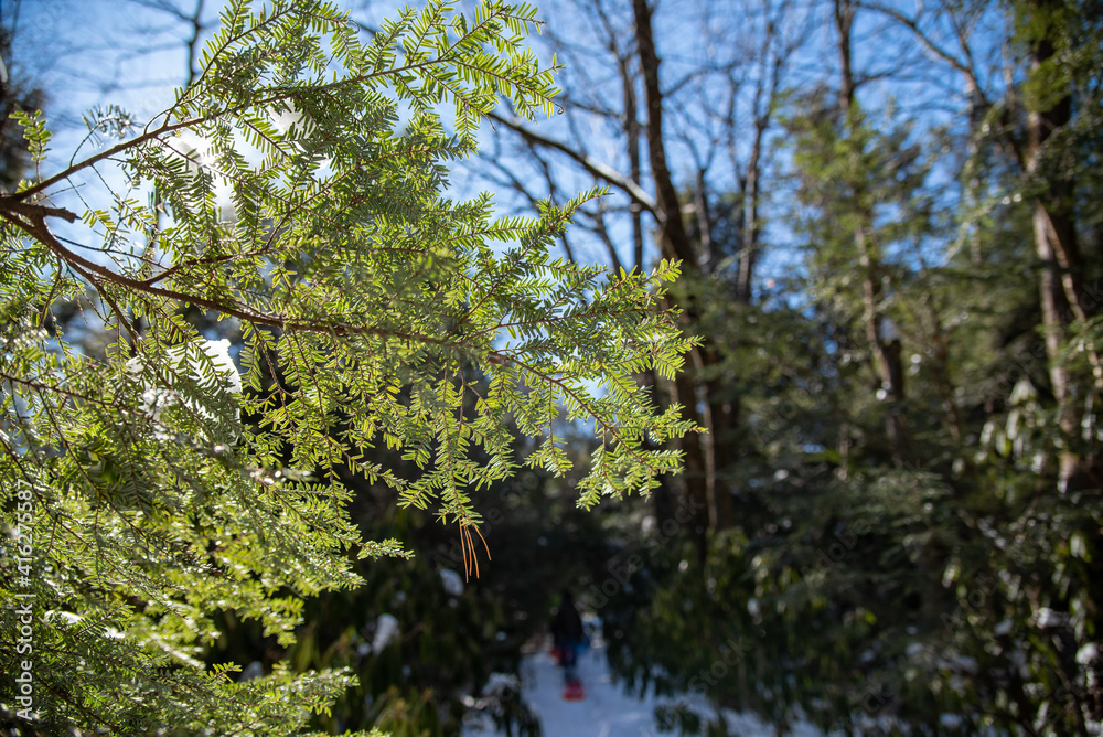 Obraz premium needles of the eastern hemlock shine in the winter sun