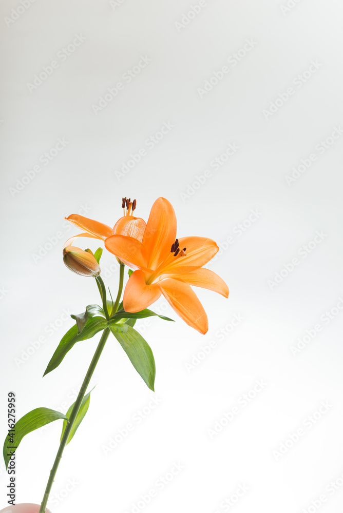 Obraz premium 満開のユリ