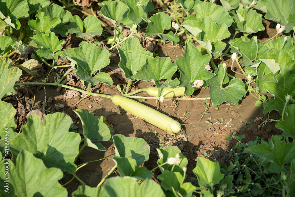 Fototapeta premium Katni / India 25 October 2017 Growing Giant indian Bottle Gourds or calabash gourd in field at Katni Madhya Pradesh India