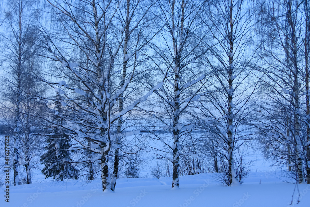 Fototapeta premium Birch trees against the blue sky