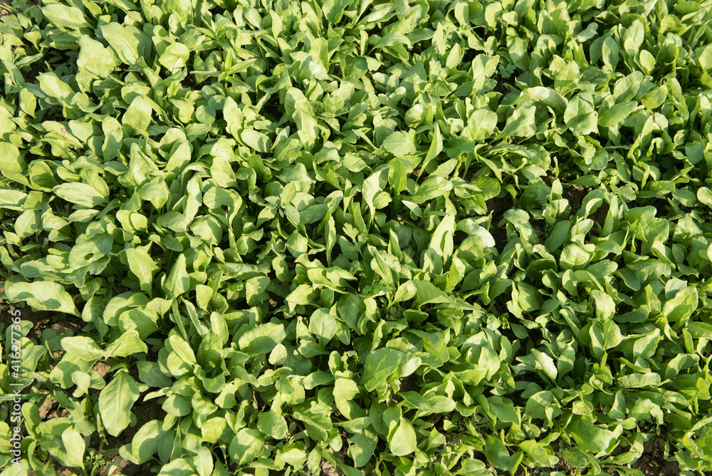 Katni / India 25 October 2017 Green vegetable spinach or palak in the field in Katni Madhya Pradesh India Katni / India 25 October 2017 Green vegetable spinach or palak in the field in Katni Madhya Pradesh India