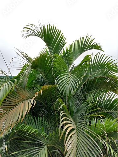 palm tree leaves