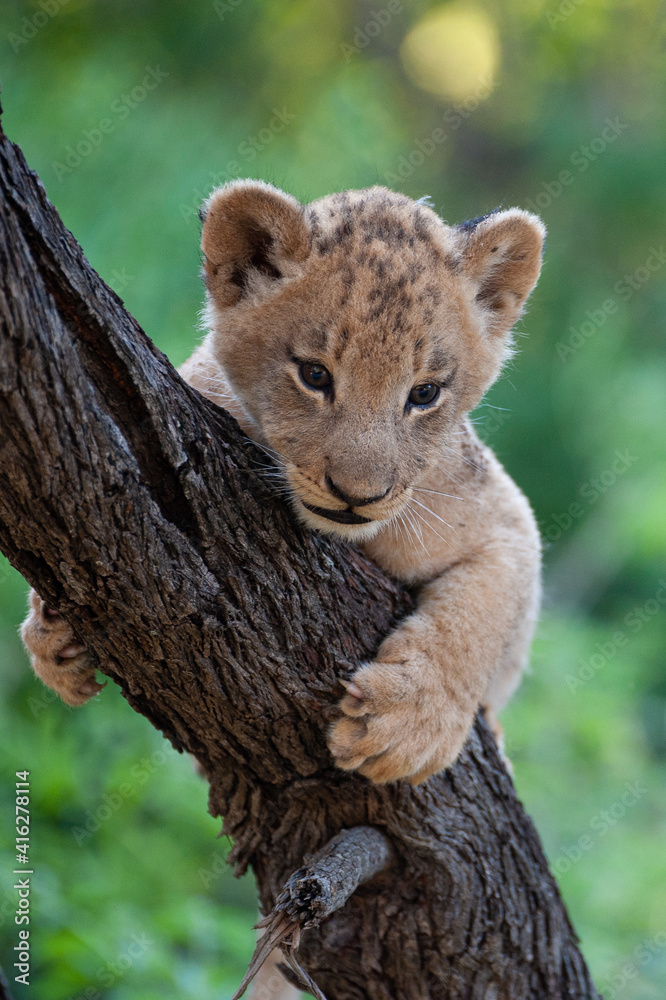Obraz premium A Lion cub seen in a tree on a safari in South Africa