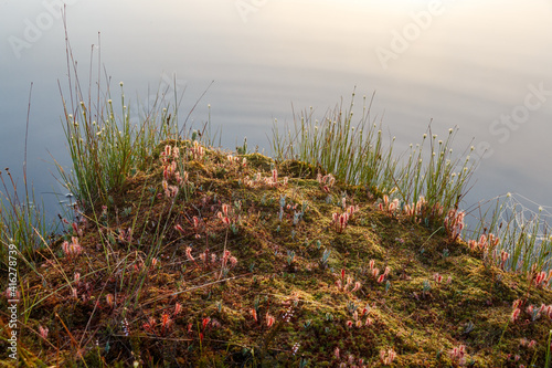 Sundew with water droplets at sunrise in natural environment