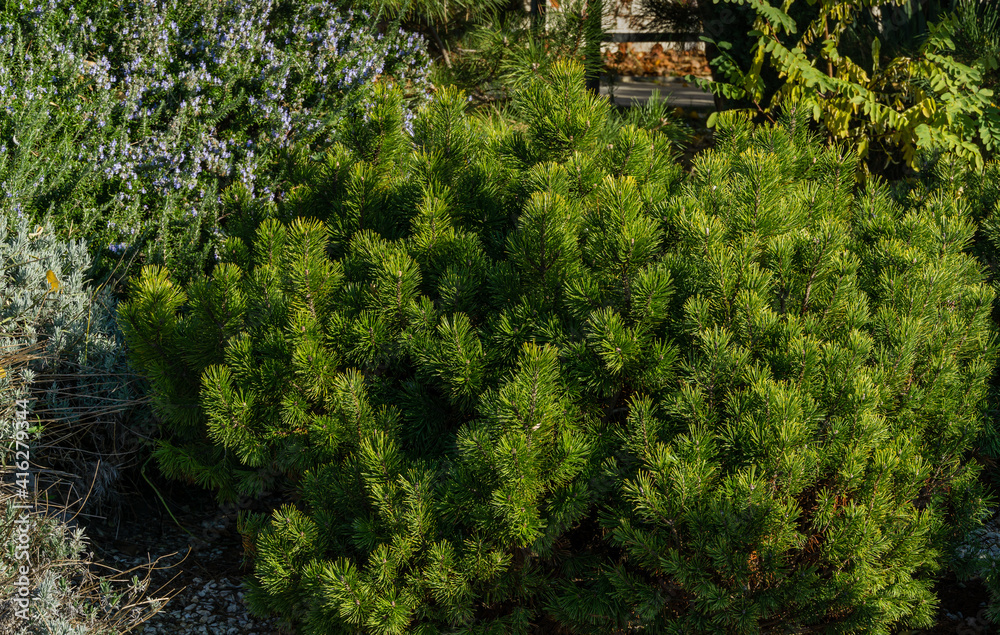 Pinus mugo Pumilio cultivar dwarf mountain pine green in sunny day on Olympic embankment in Sirius (Imereti Lowland, Sochi). Small and fluffy. Nature concept for design Pinus mugo Pumilio cultivar dwarf mountain pine green in sunny day on Olympic embankment in Sirius (Imereti Lowland, Sochi). Small and fluffy. Nature concept for design