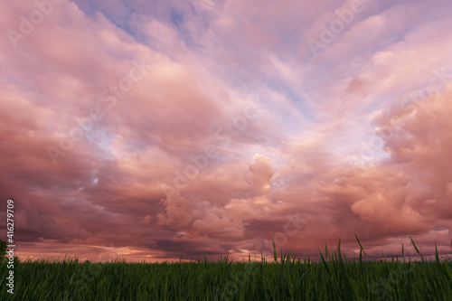 spring field on a background of cumulus clouds during sunset