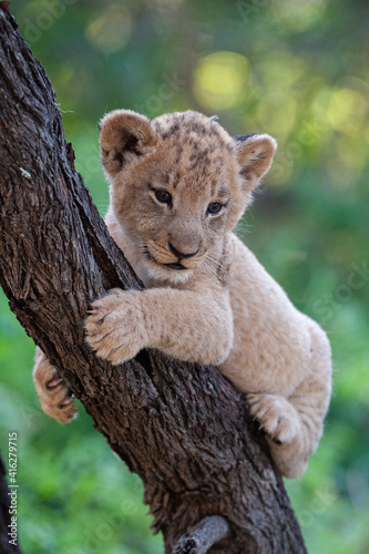 A Lion cub seen in a tree on a safari in South Africa