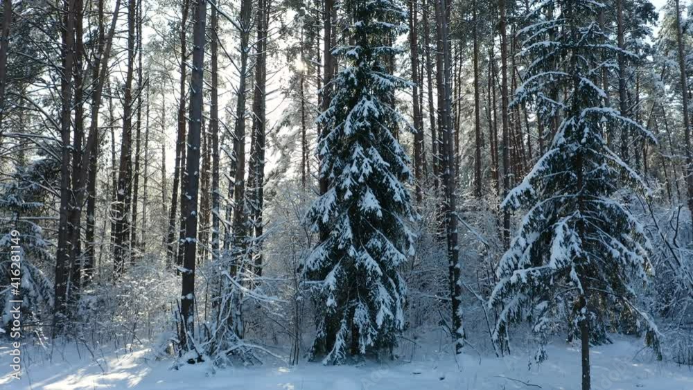 Drone shot flying on winter pine tree forest. Slow flight in forest on winter season. Drone shot flying on winter pine tree forest. Slow flight in forest on winter season.