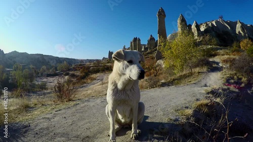 Dog among  Cappadocia sandstone formations, Turkey.