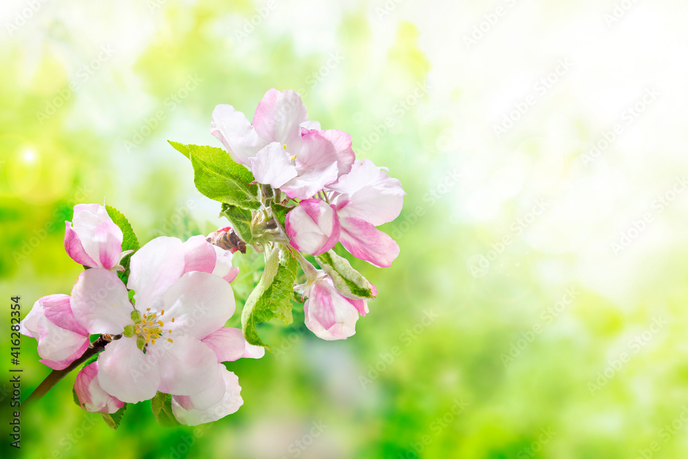 Spring in the garden. Beautiful blooming apple tree branch in the orchard. Strong morning sun. Closeup of flowers. Nature background.