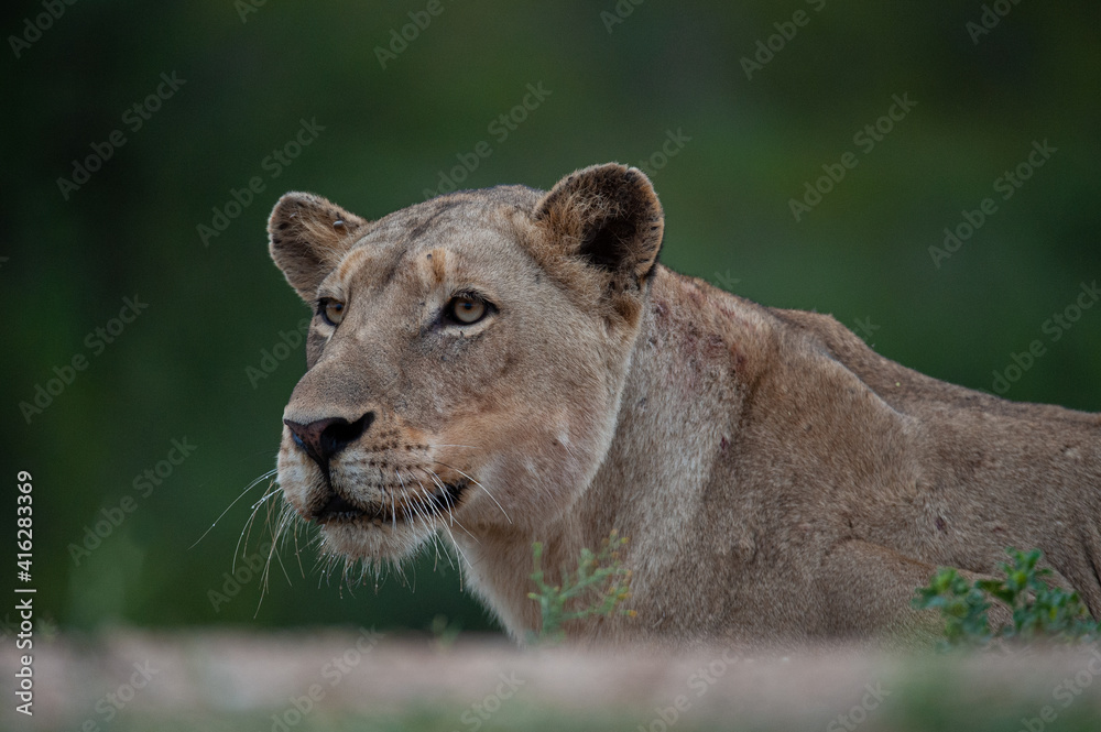 Fototapeta premium A female Lion stalking some Zebra on a safari in South Africa