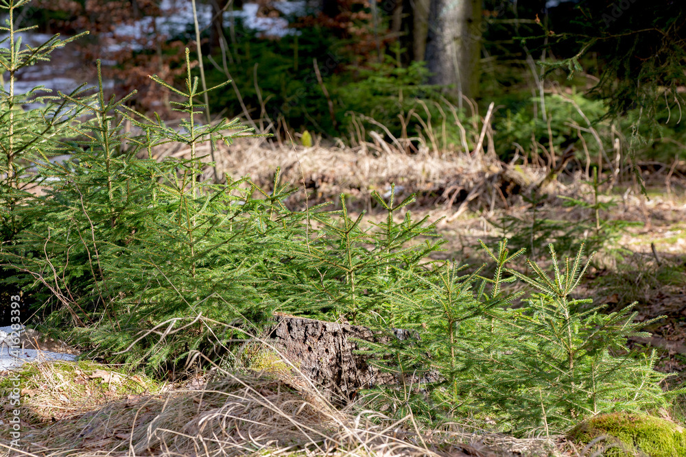 Obraz premium Im Jagdrevier