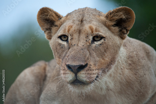 Fototapeta Naklejka Na Ścianę i Meble -  Portrait of a female Lion seen on a safari in South Africa
