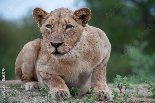 Portrait of a female Lion seen on a safari in South Africa © rudihulshof