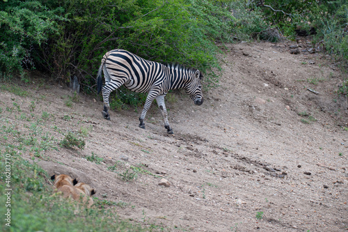 2 female Lions stalking a zebra on a safari in South Africa