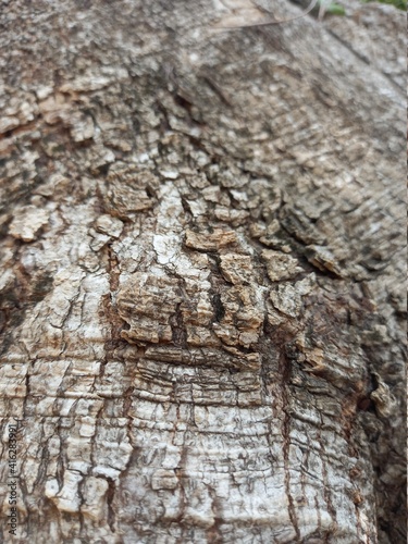 A tree that is as old as time but with interestingly detailed bark and beautiful texture