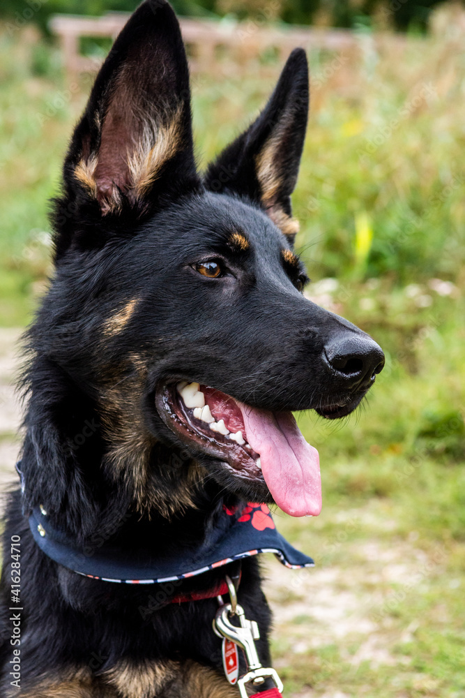 Young german shepherd dog with rope in summer in the park close-up face Young german shepherd dog with rope in summer in the park close-up face