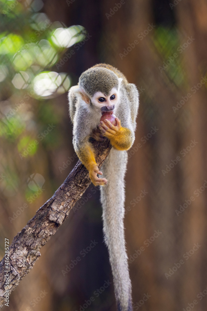 Fototapeta premium close up squirrel monkey in zoo