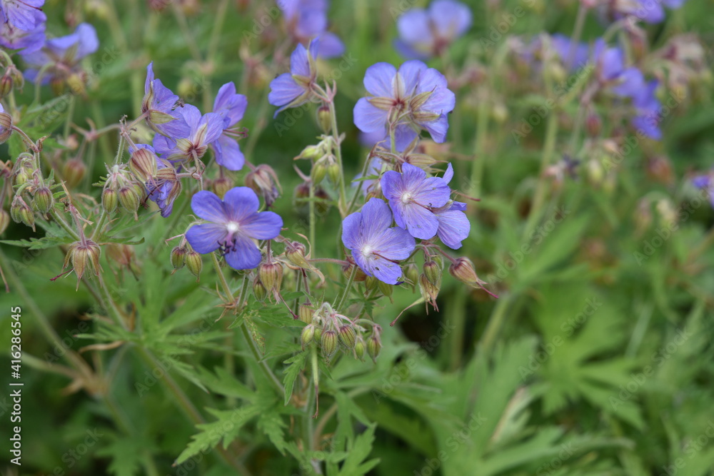 flowers in the field flowers in the field
