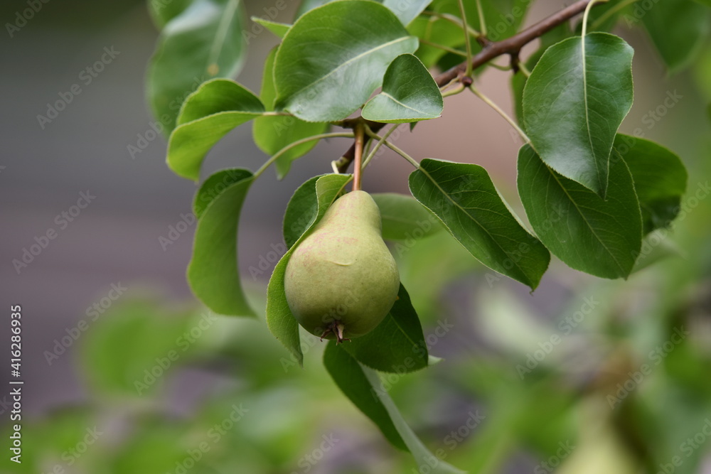 pear on tree pear on tree