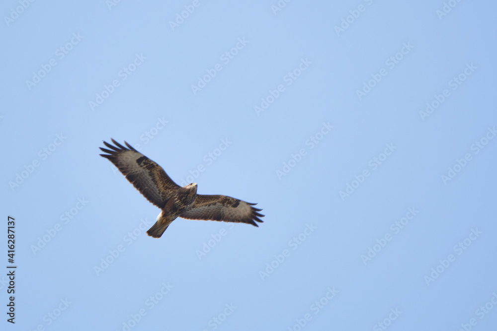 Mäusebussard im Flug in der Oberlausitz
Mäusebussard im Flug in der Oberlausitz