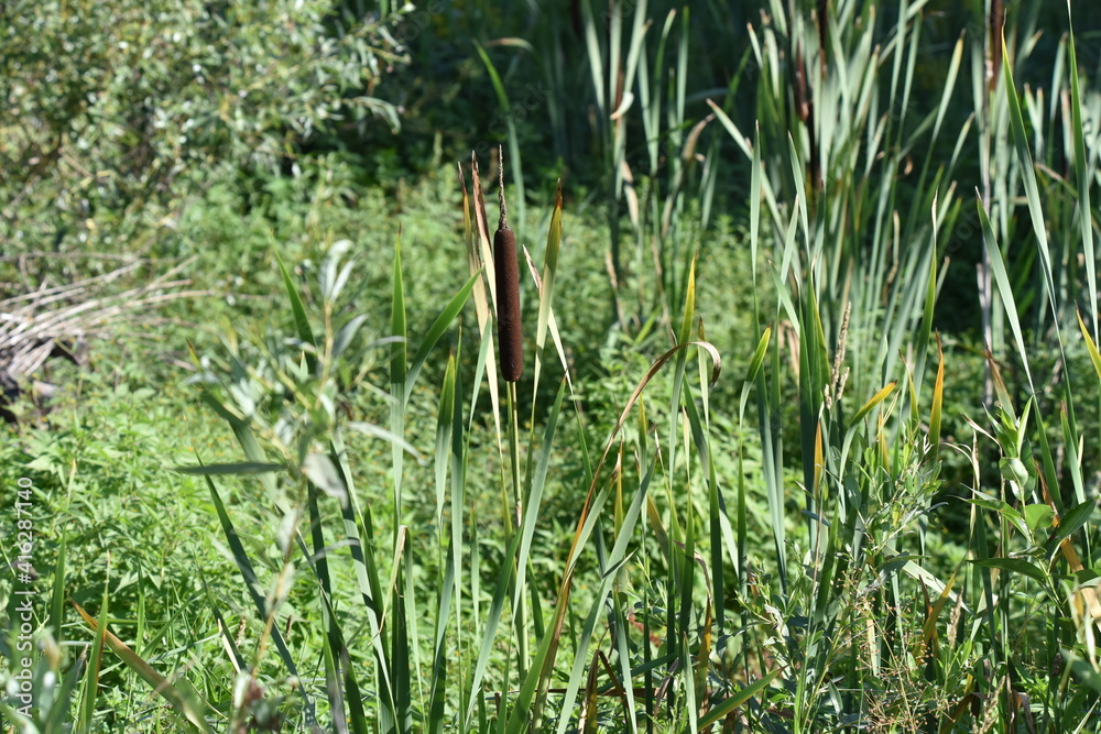 reeds in the park