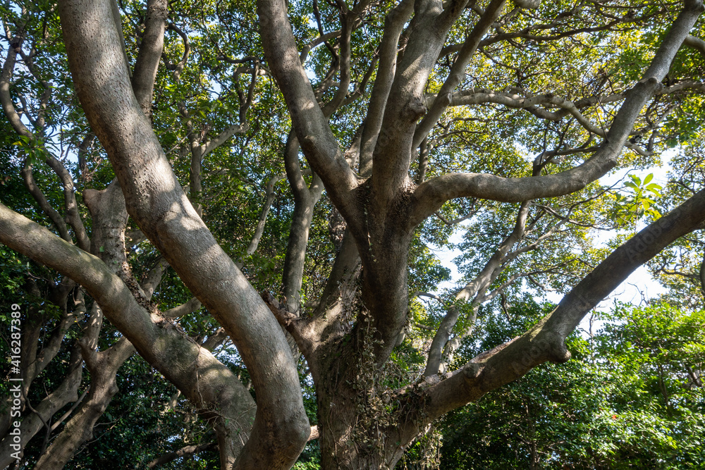 Looking up Odongdo Forest