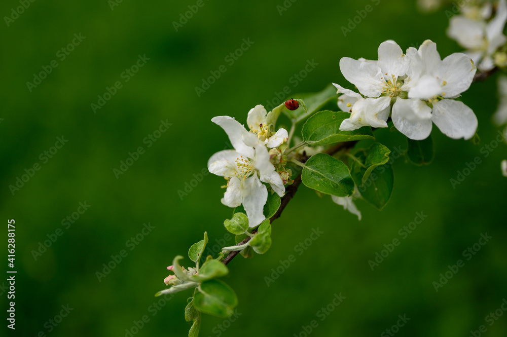 Fototapeta premium blooming apple tree