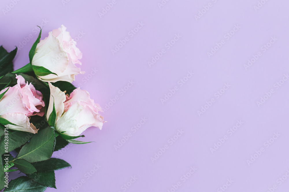 Tender pink roses on pastel violet background. Greeting card for Women's day.