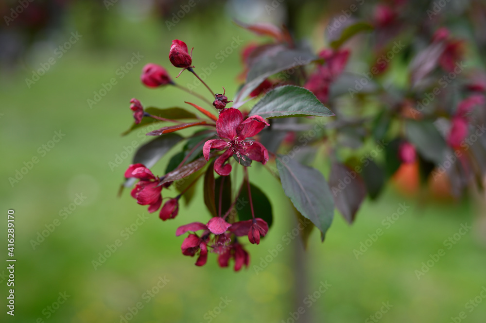 blooming apple tree